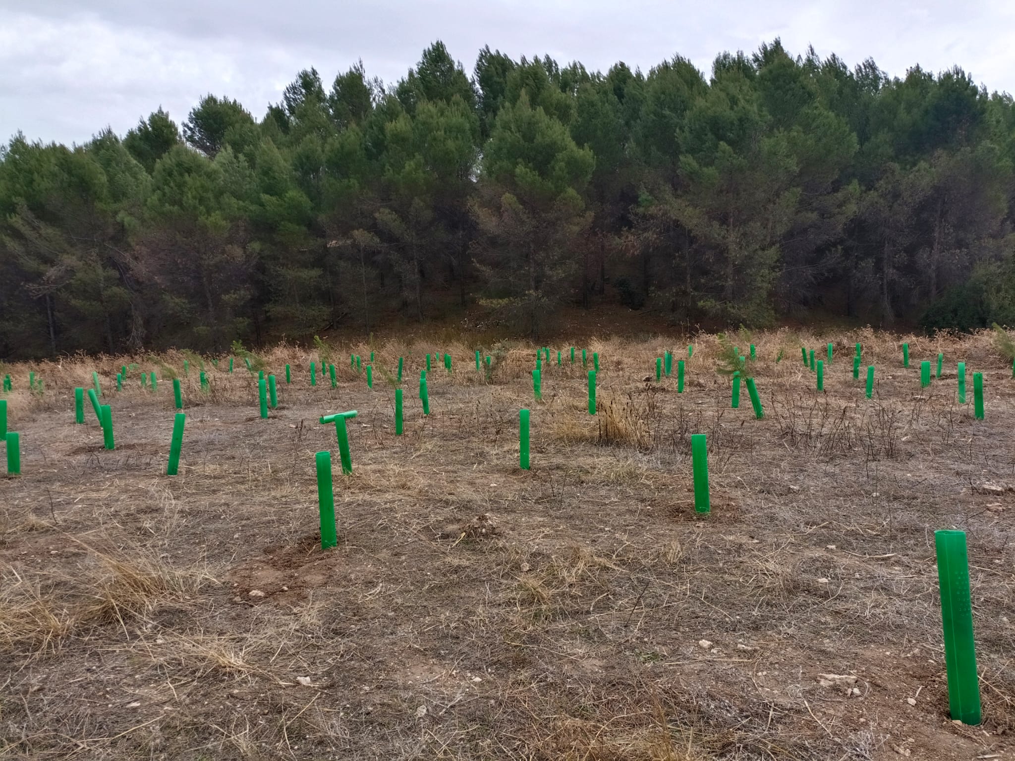 reforestacion-ambite3